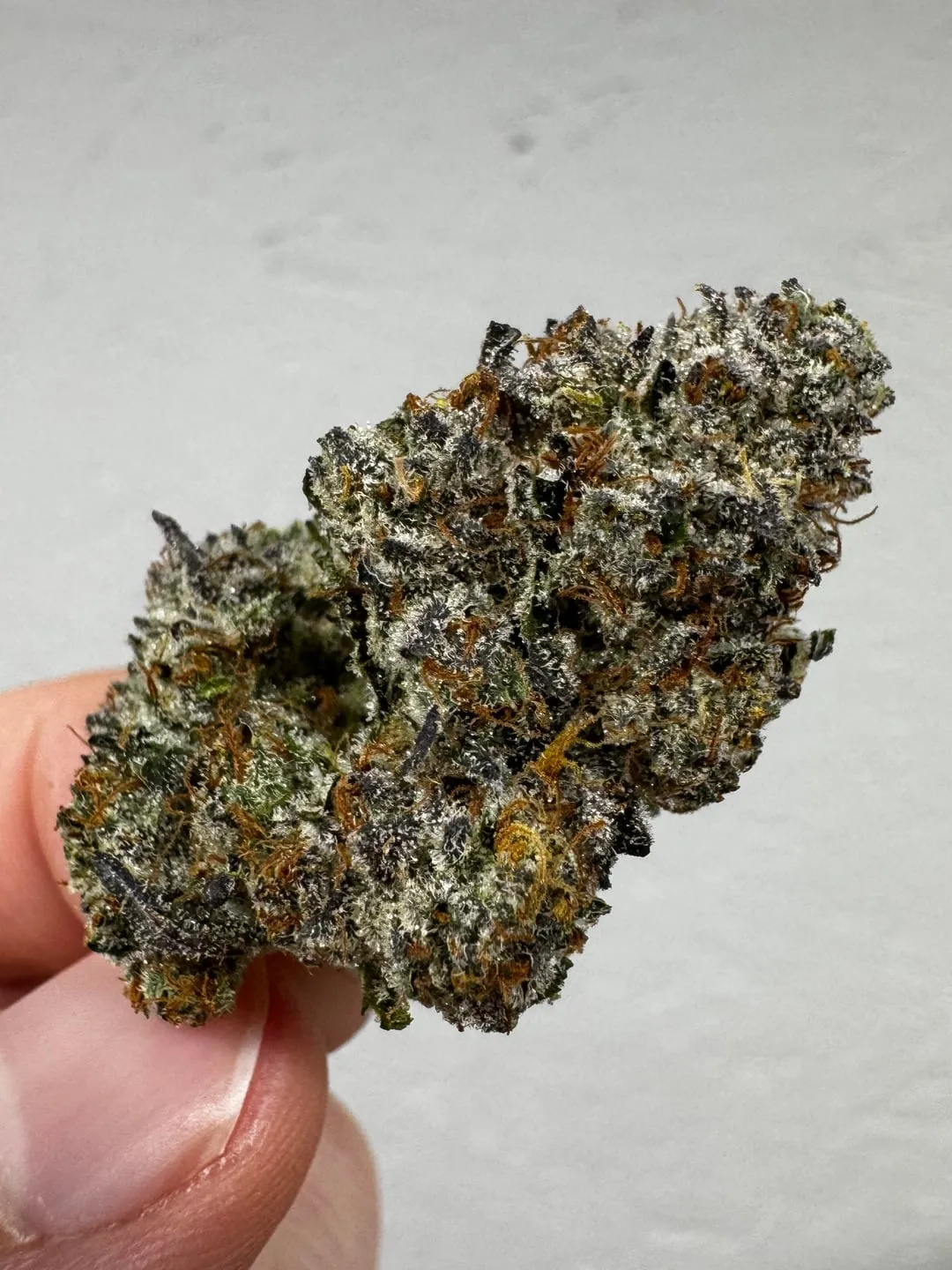 Hand holding a vibrant, trichome-rich cannabis bud, common at social clubs in Albox, Spain.