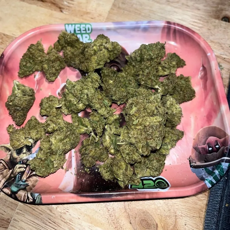 Green cannabis buds on a decorative rolling tray, typical for a Benicralo cannabis social club.