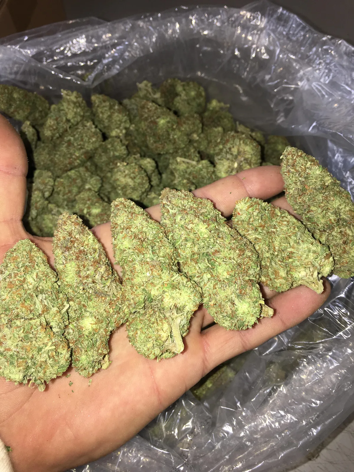 Hand holding vibrant cannabis buds, showcasing quality for Torre Pacheco social clubs in Spain.