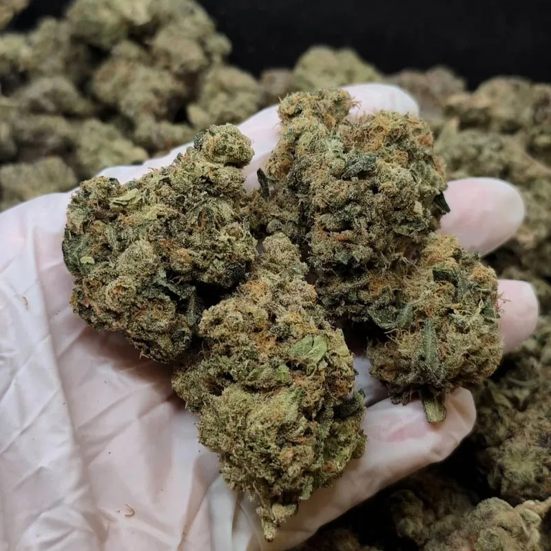 Gloved hand holding potent cannabis buds from a Catavaca De La Cruz social club harvest.