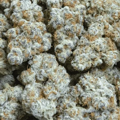 Close-up of frosty, trichome-rich cannabis buds, like those found in Riumar's social clubs.