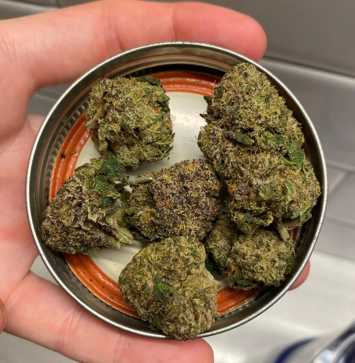 Assorted cannabis buds, vibrant green and purple, filling a jar lid, ready for Abanilla social clubs.