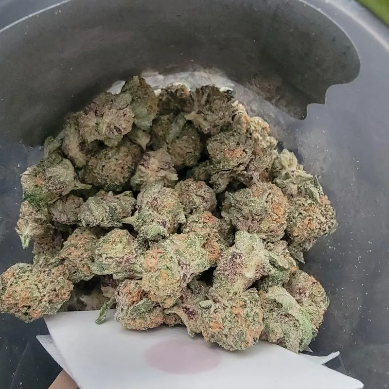 Fresh, vibrant cannabis buds displayed in L'Ametlla De Mar social club, ready for members.