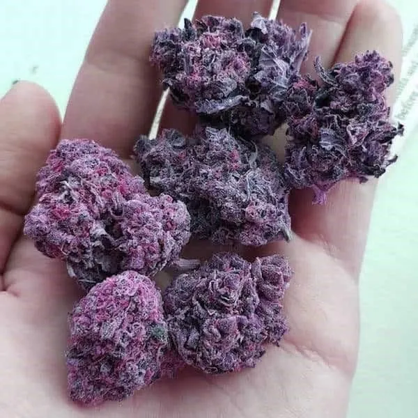 Hand holding several striking purple cannabis buds, potentially found in Guadix social clubs.