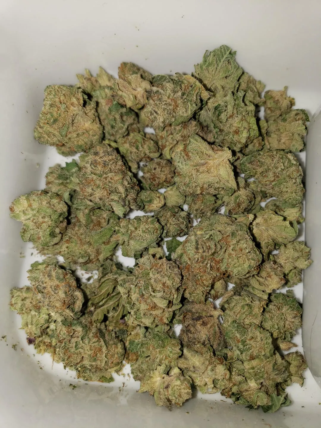 Close-up of many green, trichome-covered cannabis buds from a social club in El Ejido, Spain.