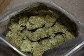 Close-up of vibrant green cannabis buds filling a clear plastic bag from a Cambrils social club.