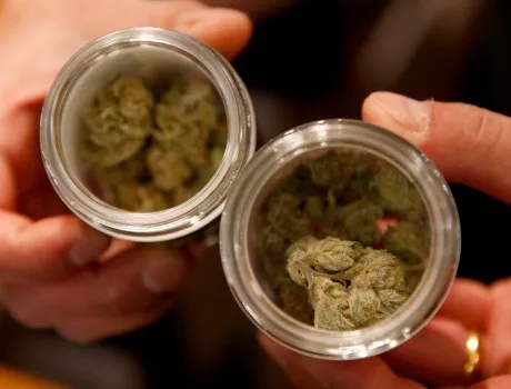 Hands holding two open jars filled with cannabis buds, common in Ascossebre social clubs.