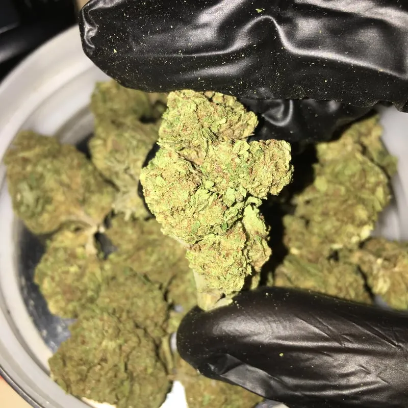 Hand in black glove holding a vibrant cannabis bud, with more buds in a container, for Montsia Mar social clubs.