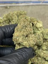 Gloved hand holding a potent cannabis bud, typical of Calafat's social club selections.