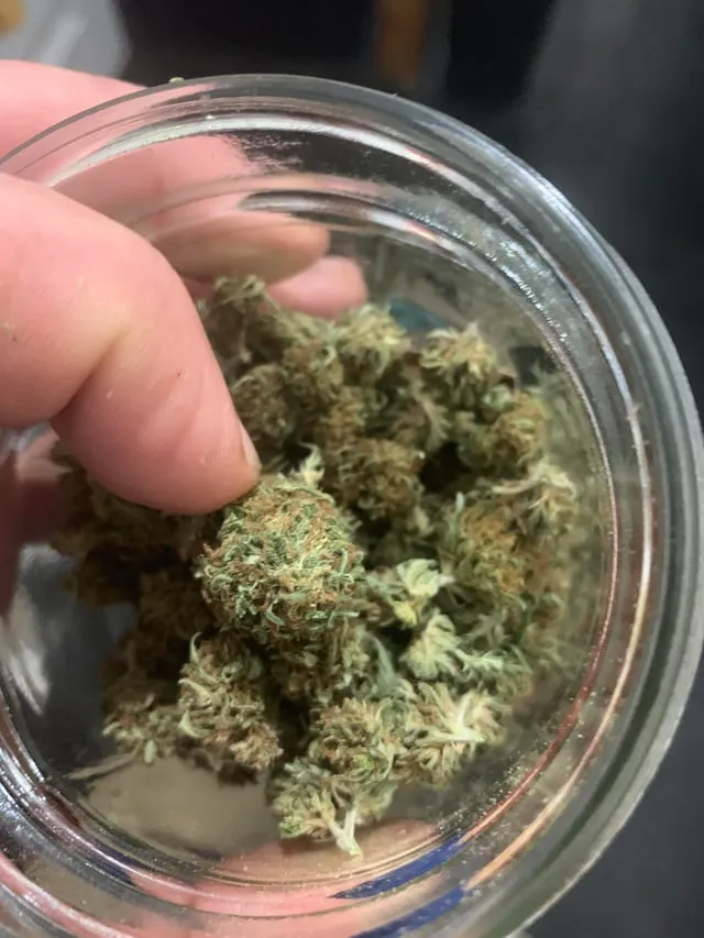 Hand holding a cannabis bud from a jar, representing Gibraleon's social club experience.