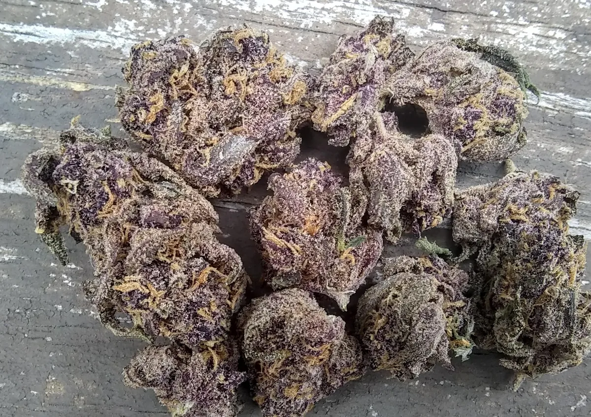 Vibrant purple cannabis buds, trichome-covered, commonly found in Torremolinos' social clubs.