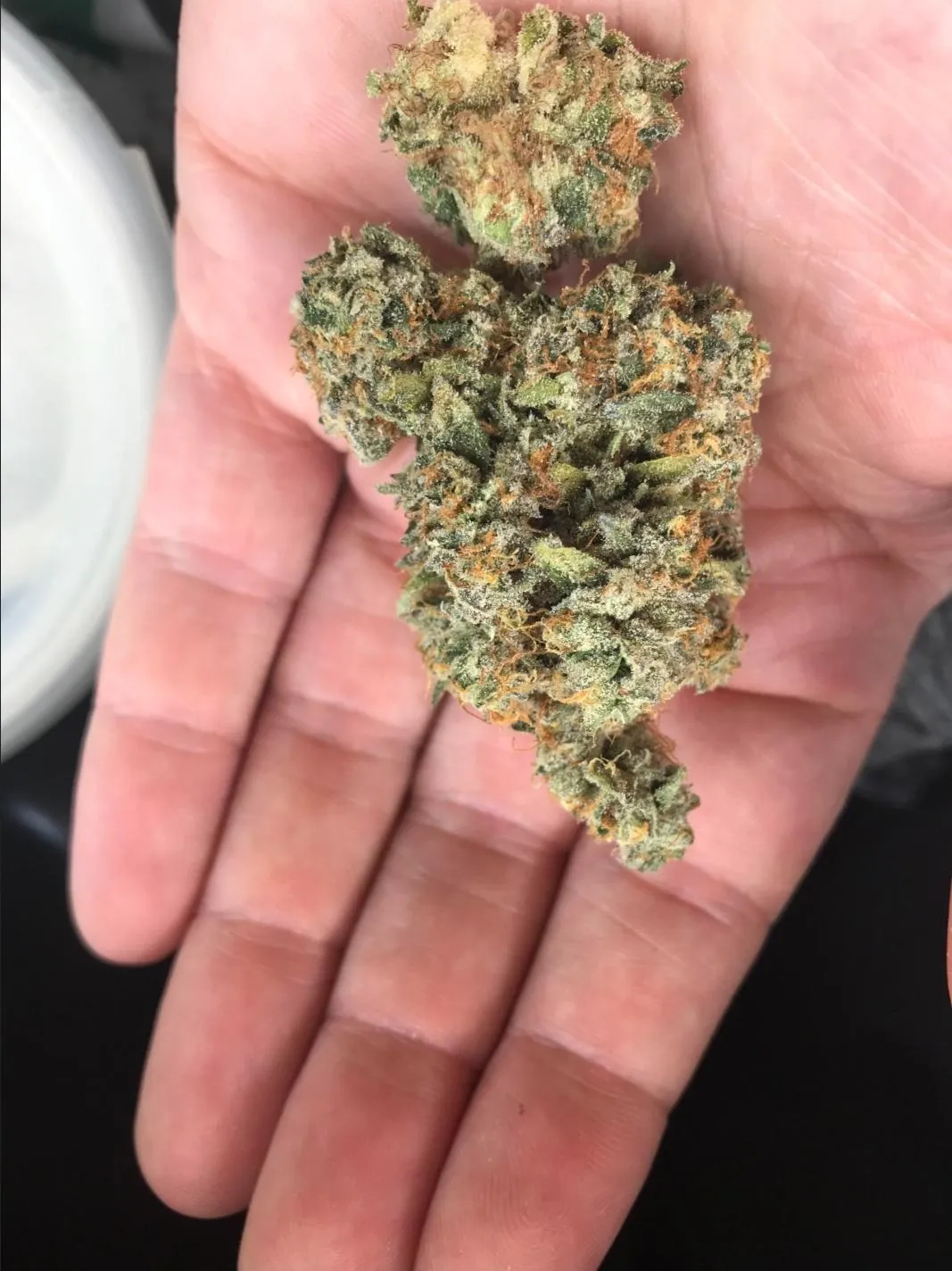 Hand holding vibrant cannabis buds, showcasing quality offerings at a Les Tres Cales social club.