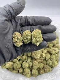 Gloved hand displays three cannabis buds, with many more in a bag, for Miami Platja cannabis clubs.