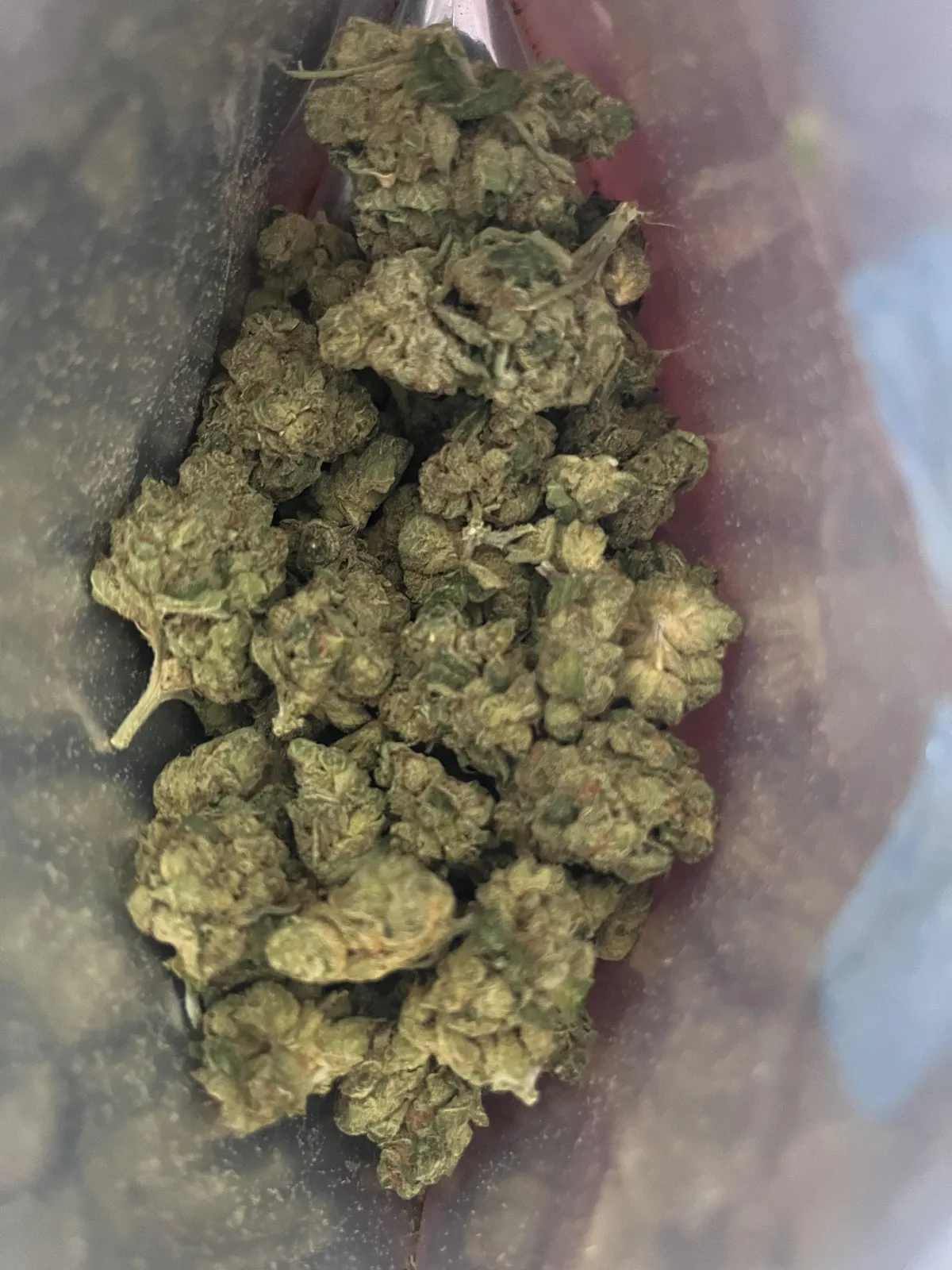 Bag of vibrant green cannabis buds, ready for social clubs in Cunit, Spain.