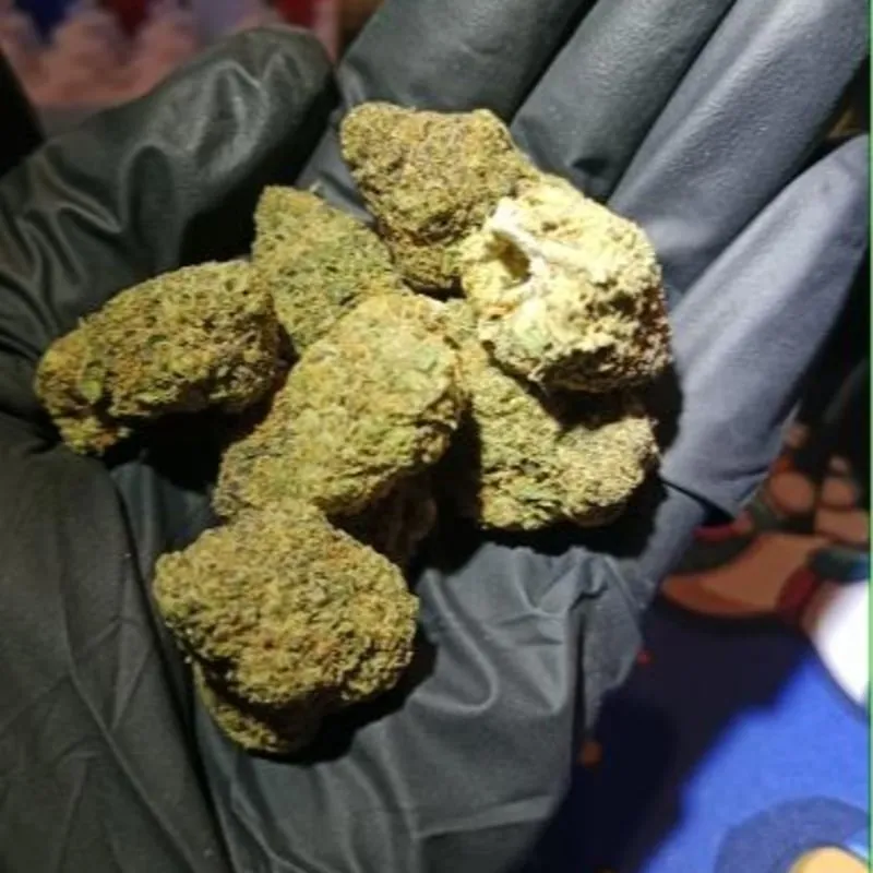 Hand holding several large, green cannabis buds, typical of Sant Carles De La Rapita social clubs.