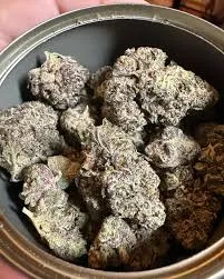 Dense, frosty cannabis buds in a tin, representing quality offerings at a Baza social club.