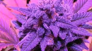 Vibrant purple cannabis bud, glistening with trichomes, indicative of quality weed in Artacannabisclubs Buyweedarta, Spain.