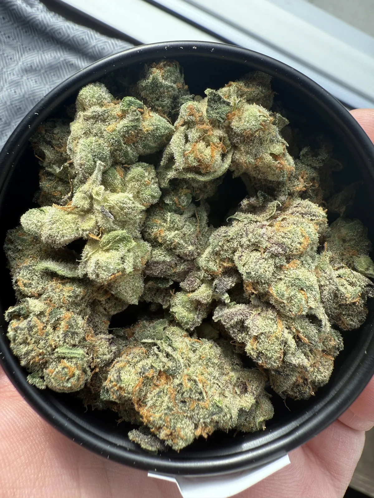 Close-up of premium cannabis buds, vibrant and frosty, filling a black container from Alcala Del Rio social clubs.