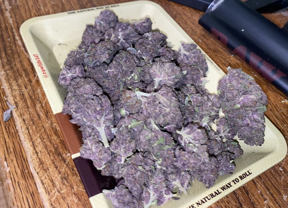 Vibrant purple cannabis buds piled on a rolling tray, ready for use in a Loja social club.