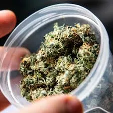 Close-up of dried cannabis buds in a clear plastic container, relevant to Valverde Del Camino social clubs.