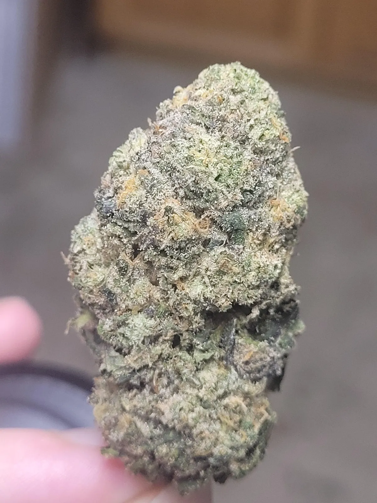 Trichome-rich cannabis bud, vibrant green with orange hairs, indicative of quality available in Orihuela clubs.