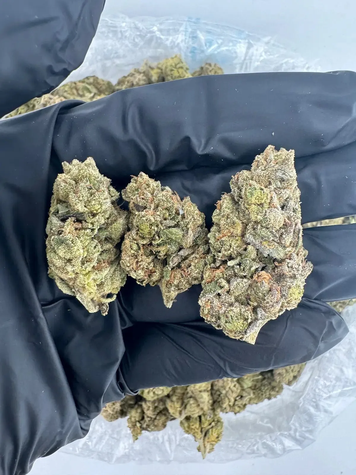 Three glistening cannabis buds held in a black-gloved hand, representing quality at Salou social clubs.