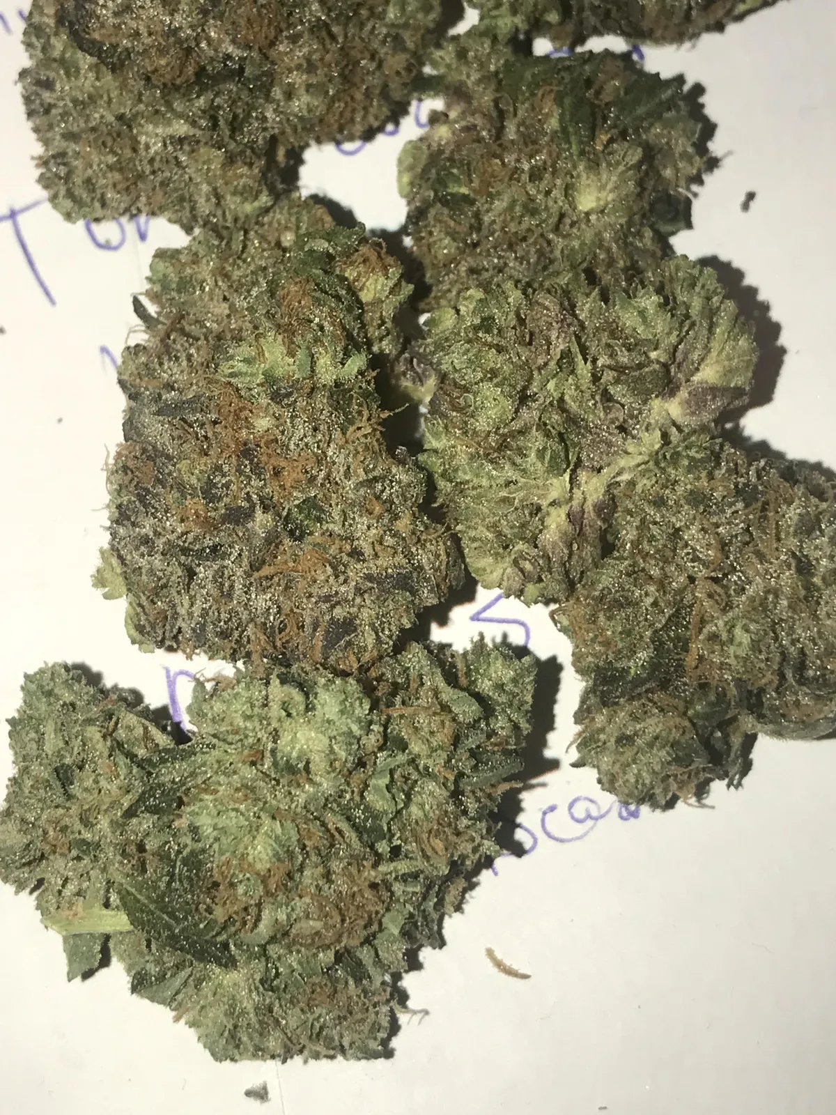 Vibrant, trichome-covered cannabis buds on a white surface, representing quality for Murcia social clubs.