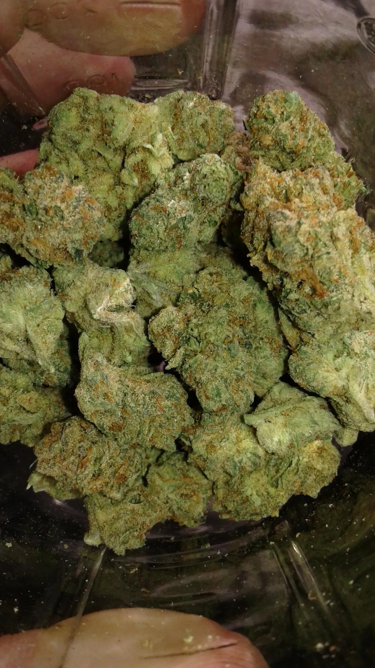 Vibrant, frosty cannabis buds in a jar, showcasing quality at a Roquetas De Mar social club.