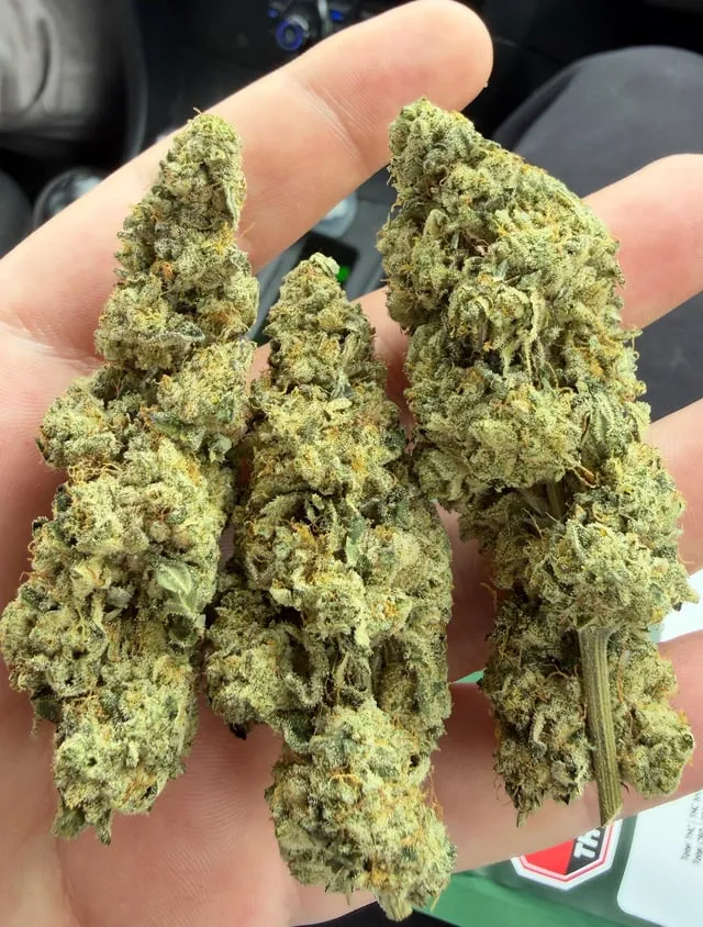 Hand holding three large, resinous cannabis buds, hinting at quality available in Lorca social clubs.