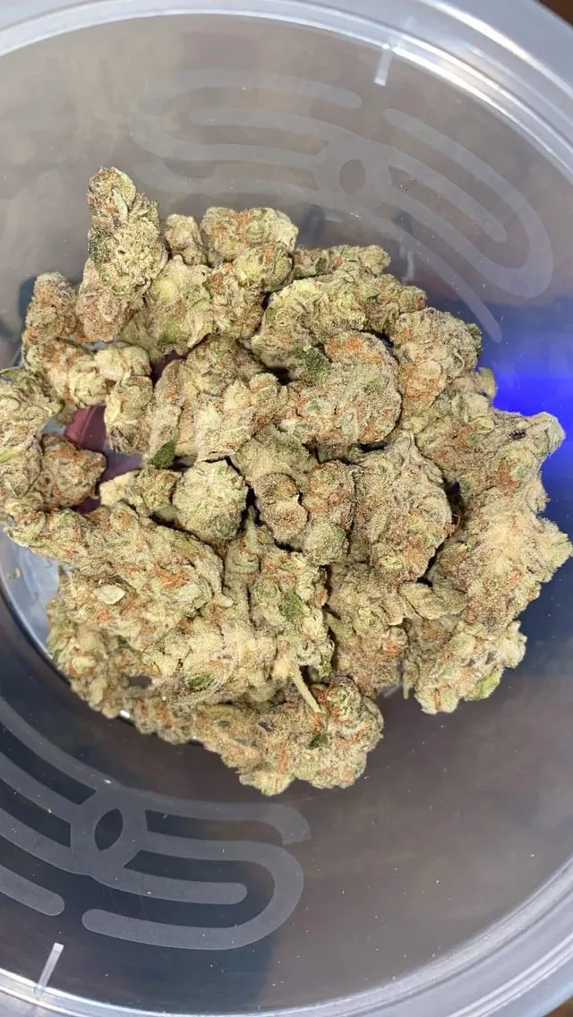 Close-up of vibrant, trichome-rich cannabis buds in a container for an Illa De Buda social club.