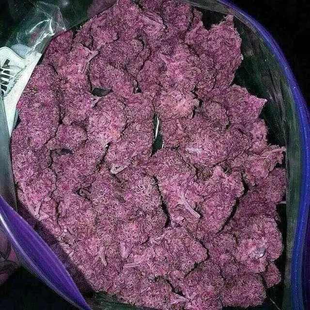 Bag of vibrant purple cannabis buds, possibly offered at a social club in Antequera, Spain.